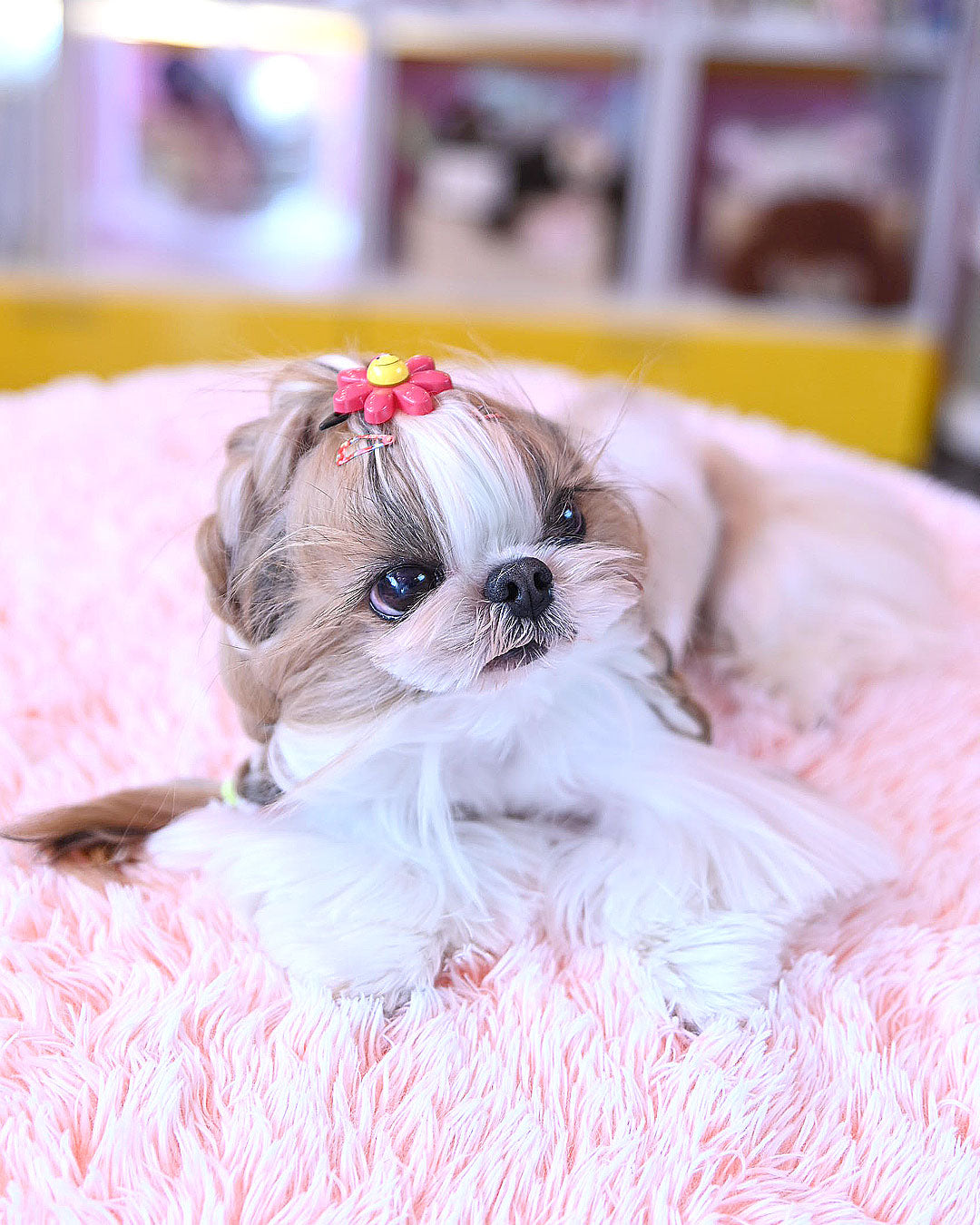 エレガントなお花　水色　リボン　猫　5個セット ☆スマイル フラワー バレッタ☆ – J&Kanimals