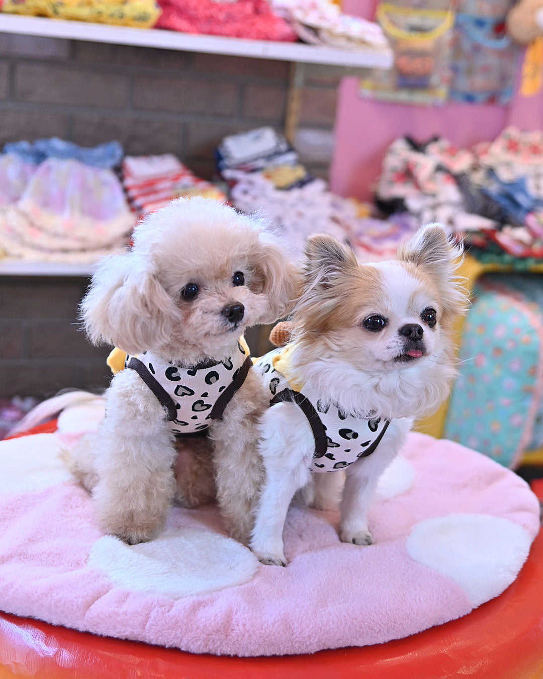 予約受付中☆TORA Tシャツ☆