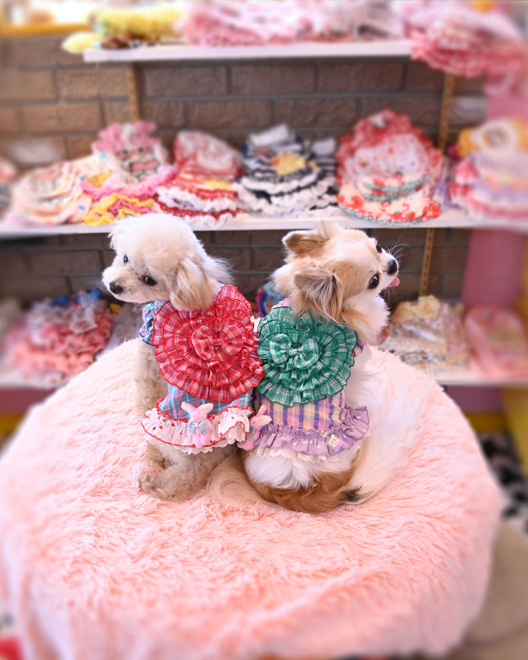 SALE☆ハートチェックOP☆ – J&Kanimals