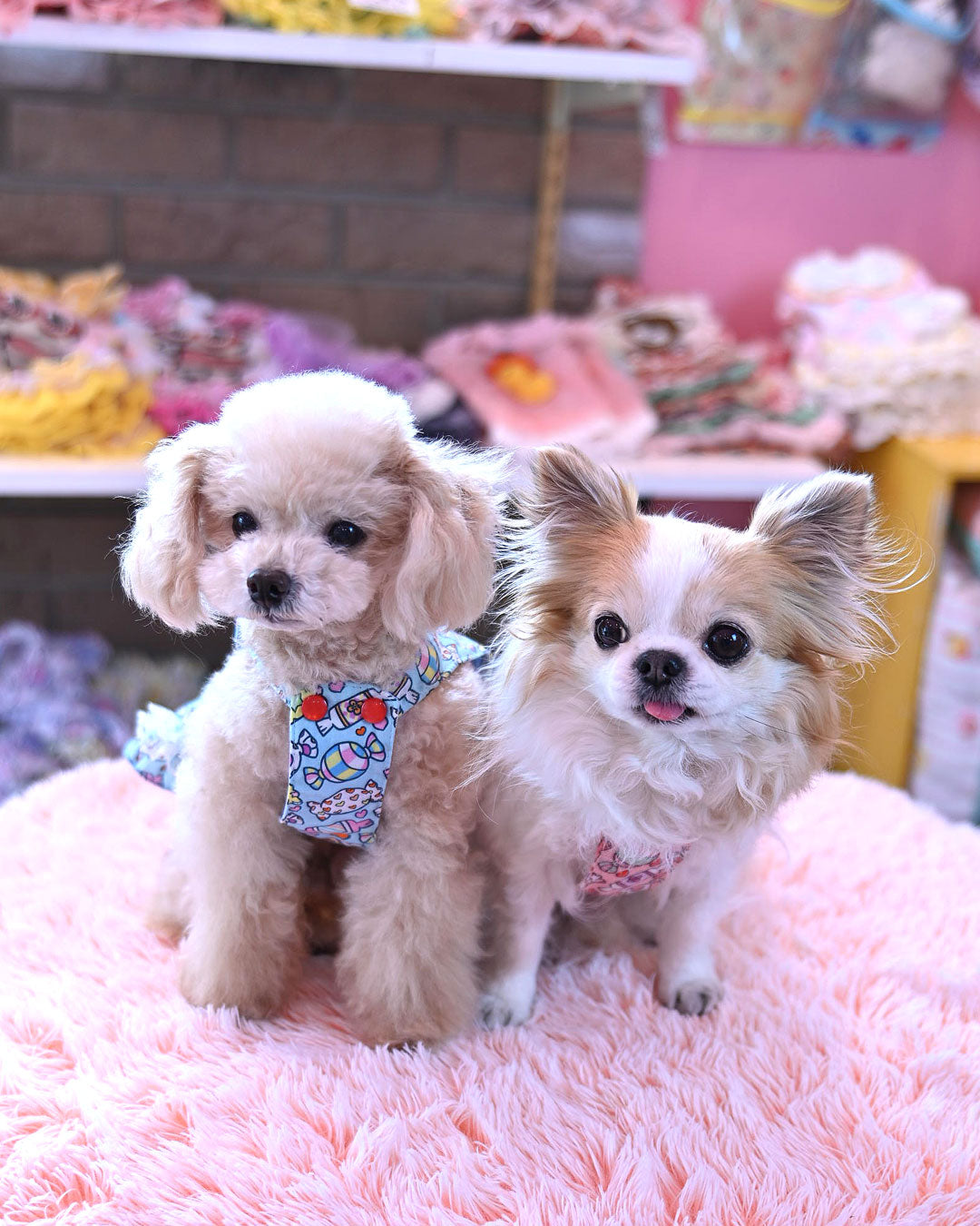 ☆ベレーちゃん シャツ☆ – J&Kanimals