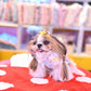 予約受付中 ☆くまキャンディーTシャツ☆