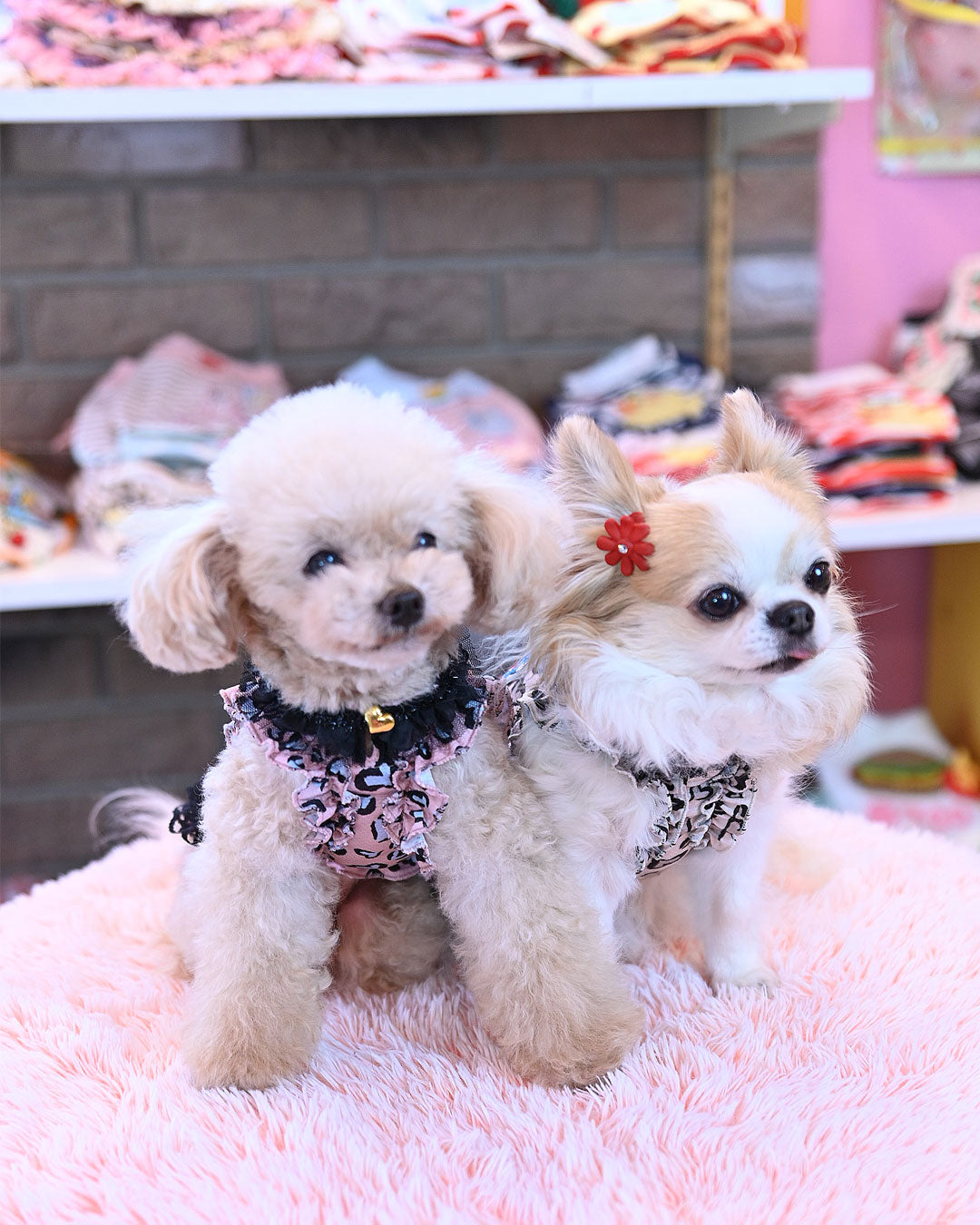 予約受付中 ☆スマイル モンキーレオパードOP☆