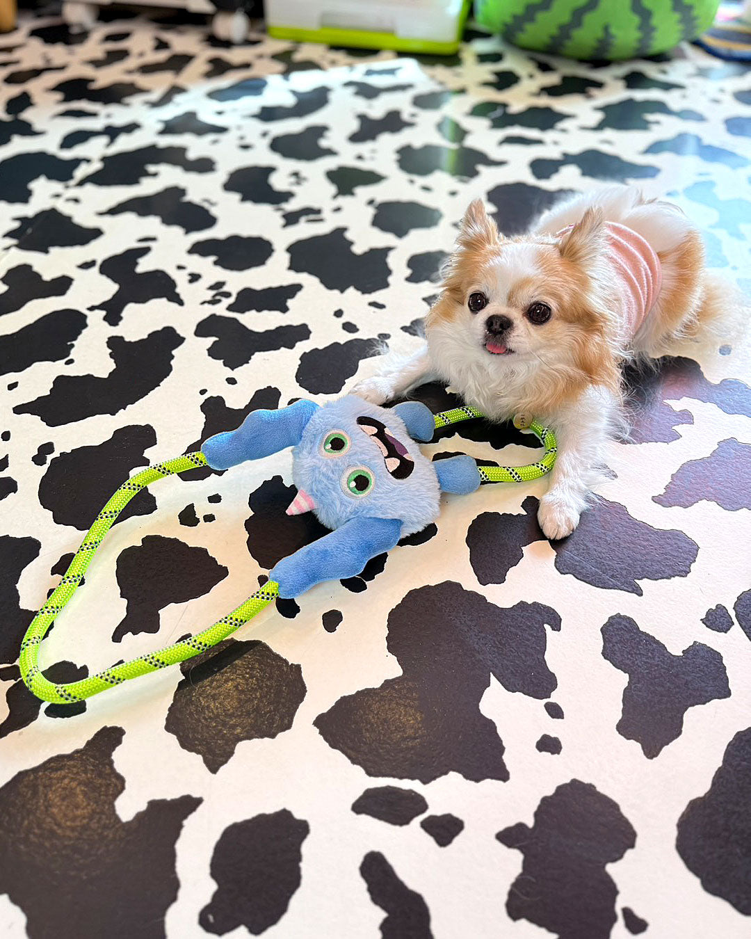 ☆Rope Toy☆