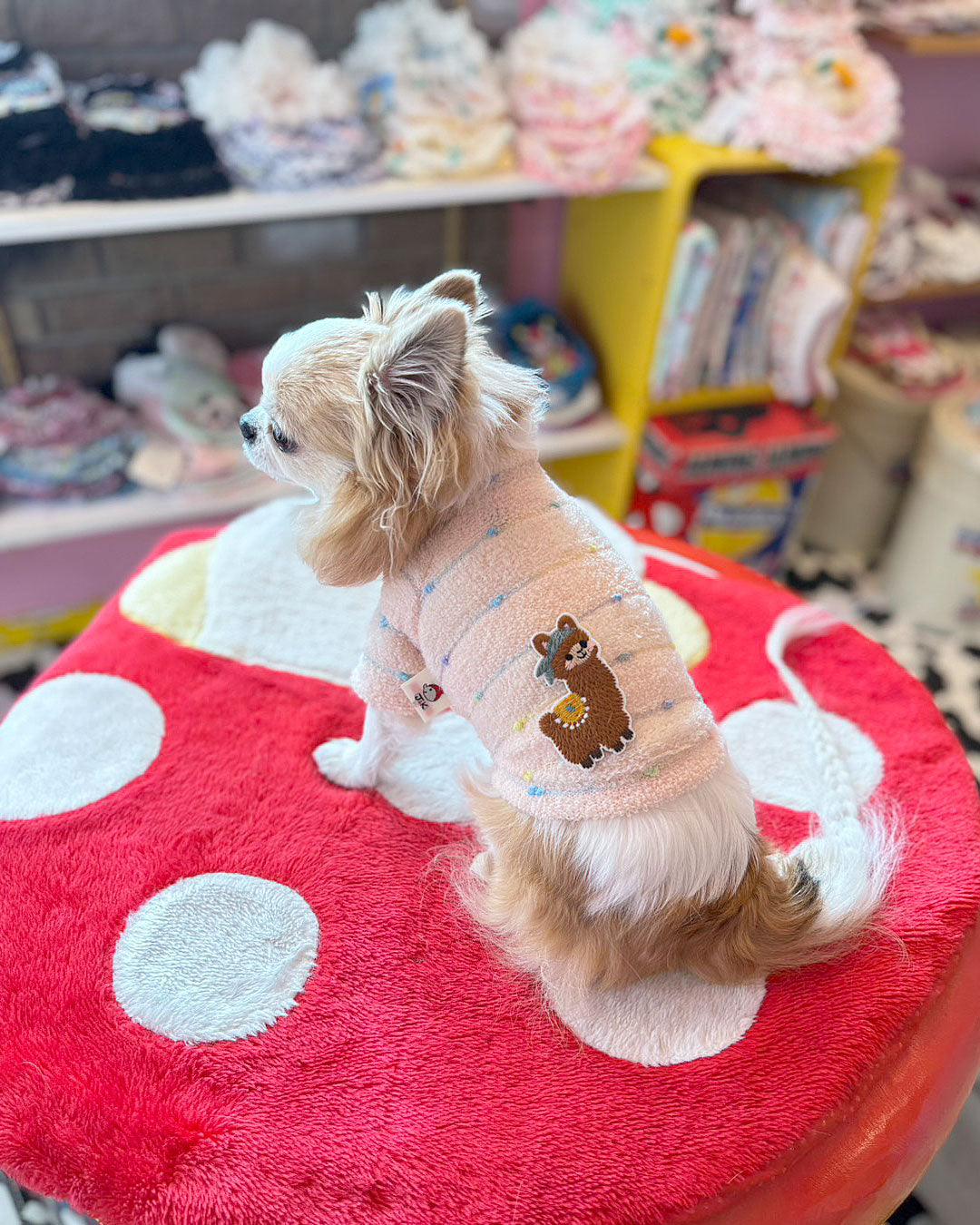 予約受付中 ☆アルパカ セーター☆